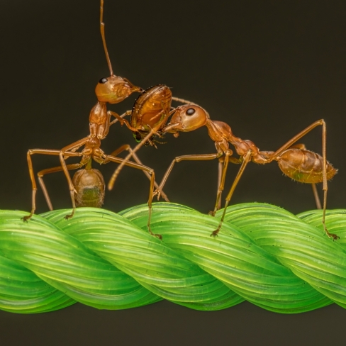 4 interesting features of Ants