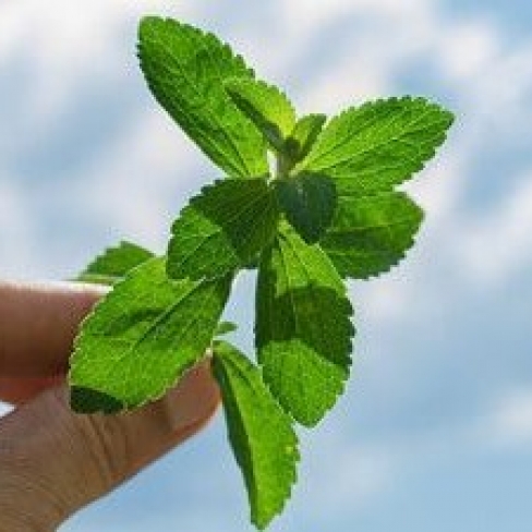 What are the health benefits of Stevia Sugar?