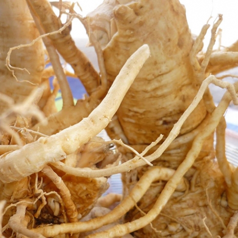 How to processs moringa root