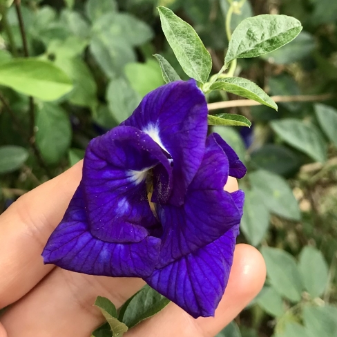 The unexpected effects of butterfly pea flower