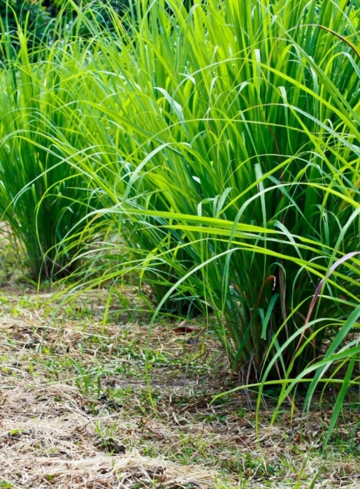 CITRONELLA / LEMONGRASS