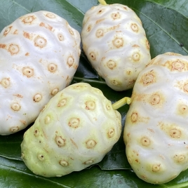 Fresh Noni Fruit