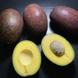 Cuba Avocado
