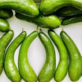 034 Avocado