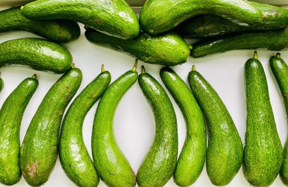 034 Avocado