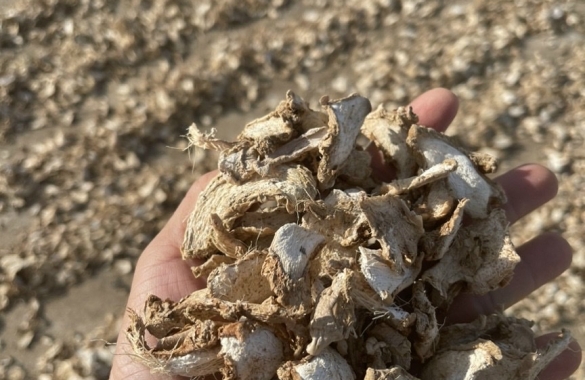 Dried Ginger - Sliced